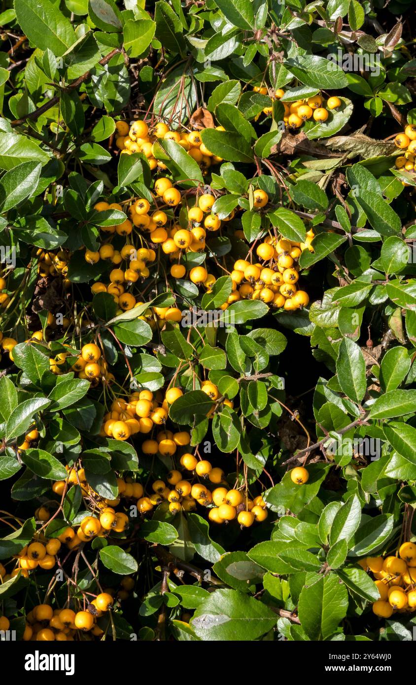 Siepe di Cotoneaster Franchetii Foto Stock
