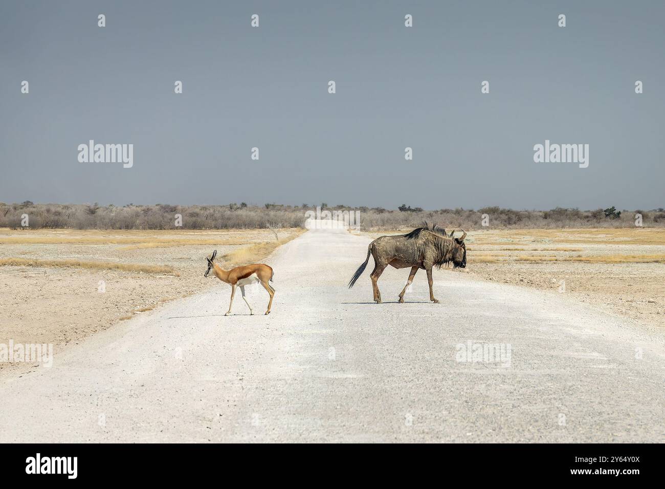 Antilopi di Springbock e degli antilopi degli antilopi (o gnu) che attraversano una strada sterrata nel Parco Nazionale di Etosha, safari naturalistico e safari in Namibia, Africa Foto Stock