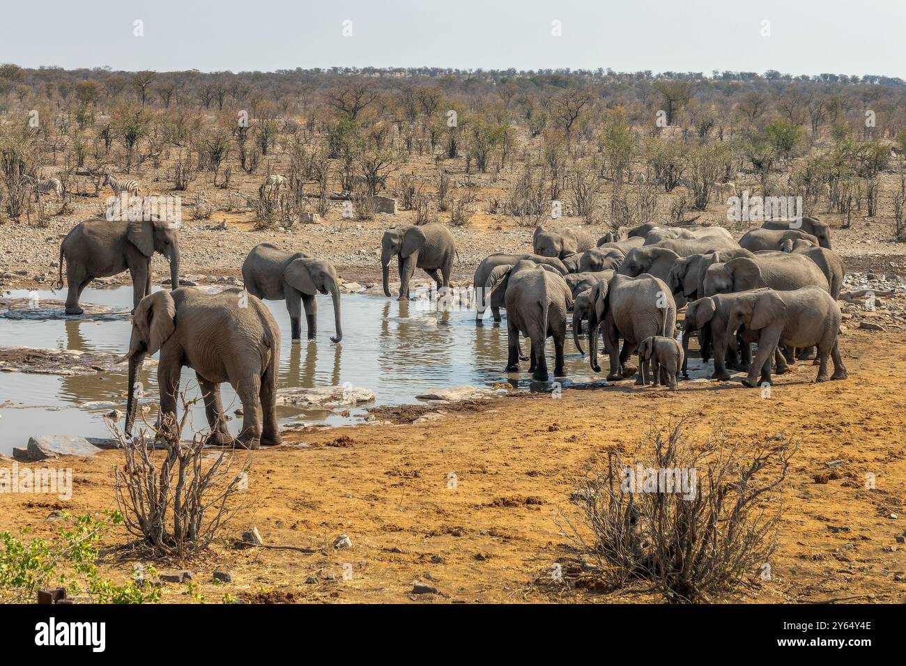 Una grande mandria di elefanti che beve alla sorgente di Halali nel Parco Nazionale di Etosha, safari e safari nella natura in Namibia, Africa Foto Stock