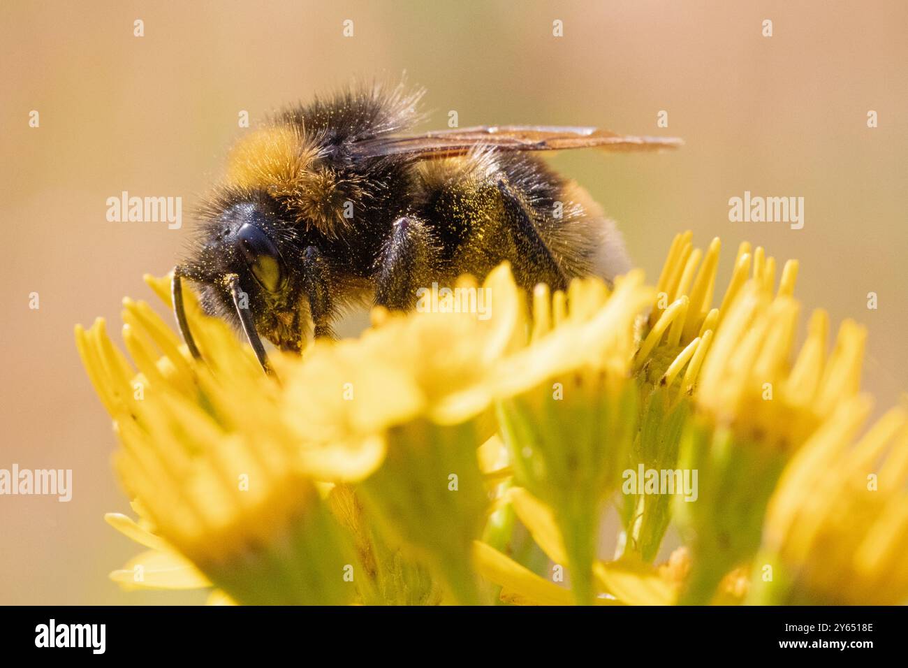 Un'ape del miele ha visto impollenare una pianta gialla in un giorno d'estate. Foto Stock