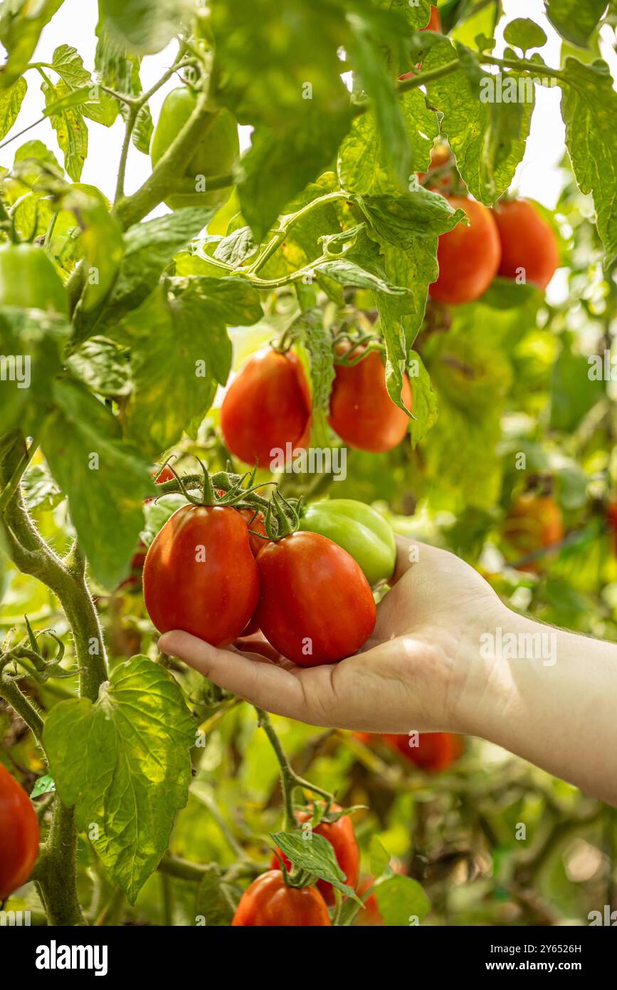Agricoltore che detiene pomodori maturi sulla vite in serra Foto Stock