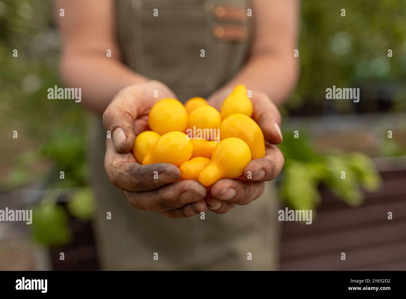 L'agricoltore tiene in mano una manciata di pomodori gialli appena raccolti Foto Stock