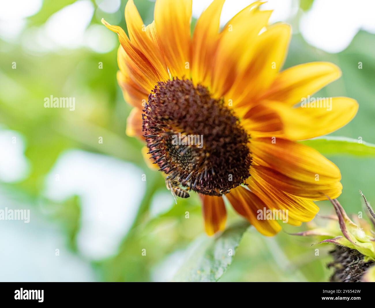 Miele che raccoglie polline su un bellissimo girasole in giardino Foto Stock
