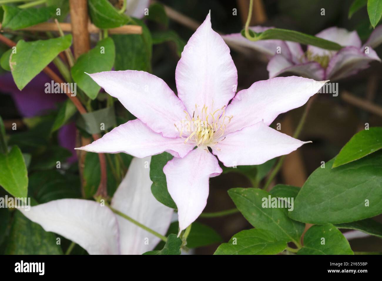 Clematis Samaritan Jo, Clematis Evipo075, Boulevard Series, di medie dimensioni, scalatore deciduo, grandi fiori a forma di stella bianchi argentati, petali affusolati Foto Stock