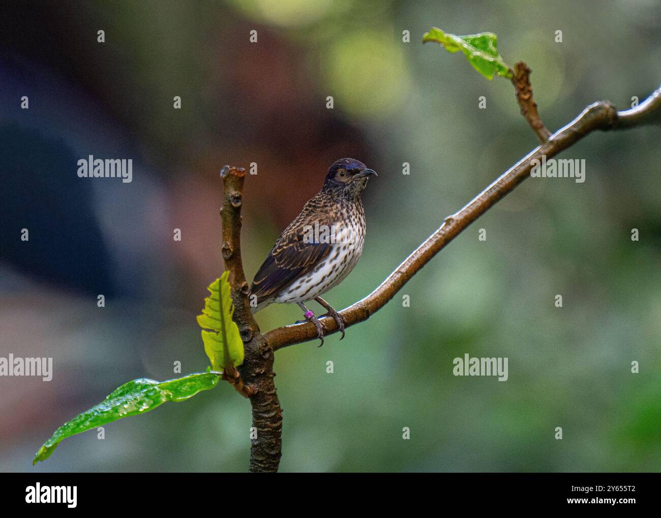 Ametista Starling femmina leucogaster Cinnyricinlus Foto Stock