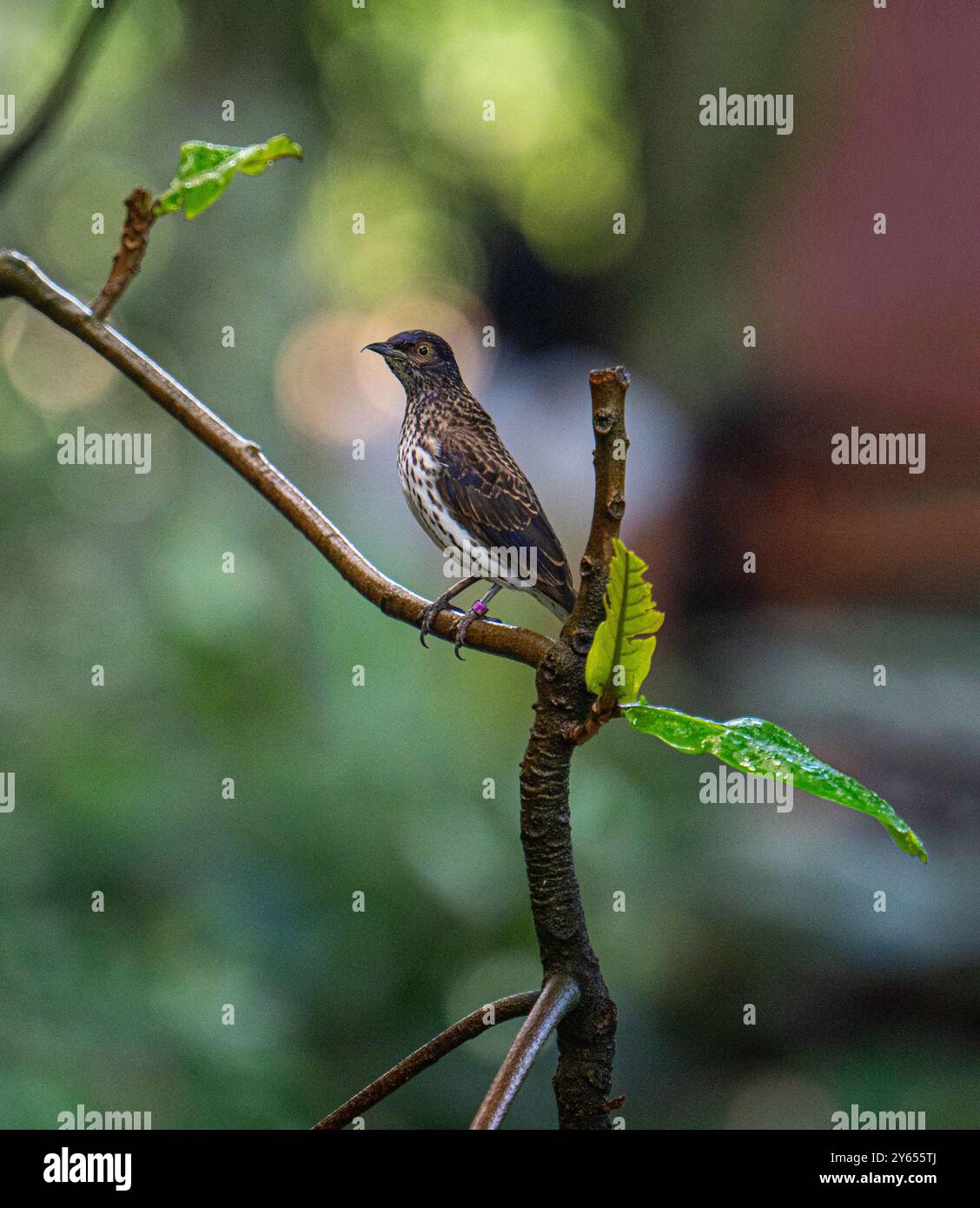 Ametista Starling femmina leucogaster Cinnyricinlus Foto Stock