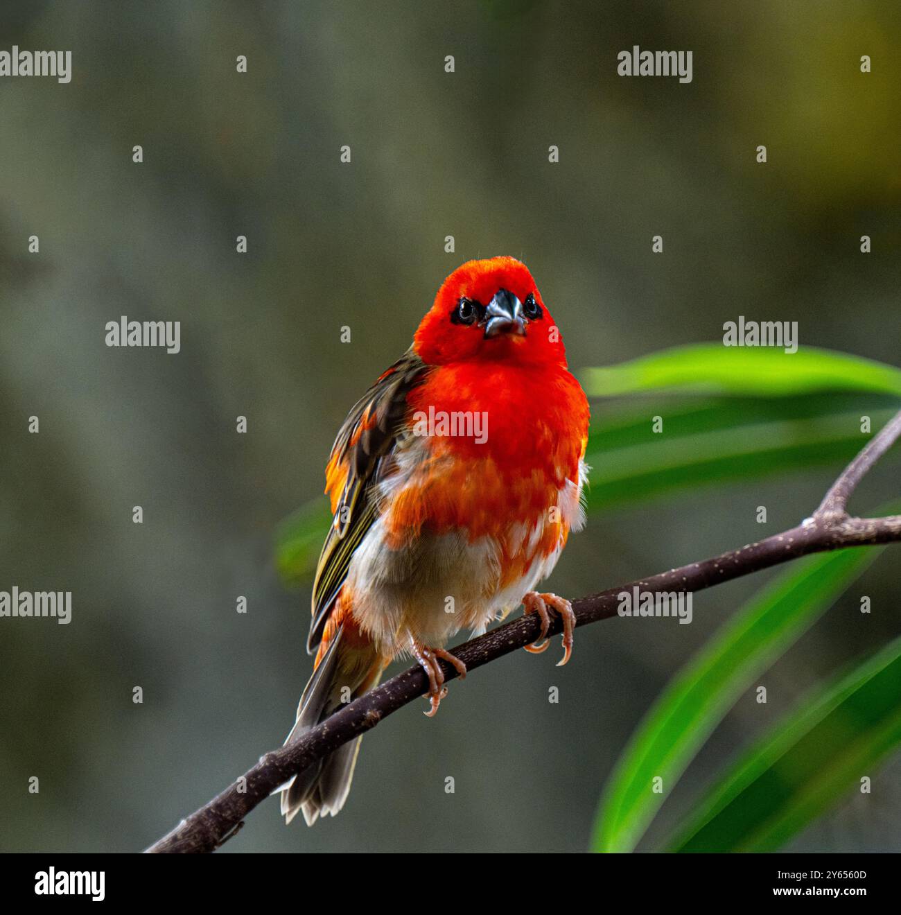 Red Fody (Foudia madagascariensis) canto (si può vedere la piccola lingua) su un ramo. Foto Stock