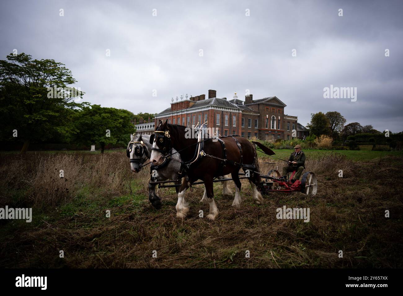 Edward McDowell taglia un prato a Kensington Palace, Londra, usando i cavalli della contea George e Arthur nel metodo tradizionale. L'utilizzo di un rasaerba trainato da cavalli non solo è più delicato sul terreno, ma rappresenta anche un'alternativa sostenibile ai trattori, che può essere più dannosa per il terreno. Data foto: Martedì 24 settembre 2024. Foto Stock