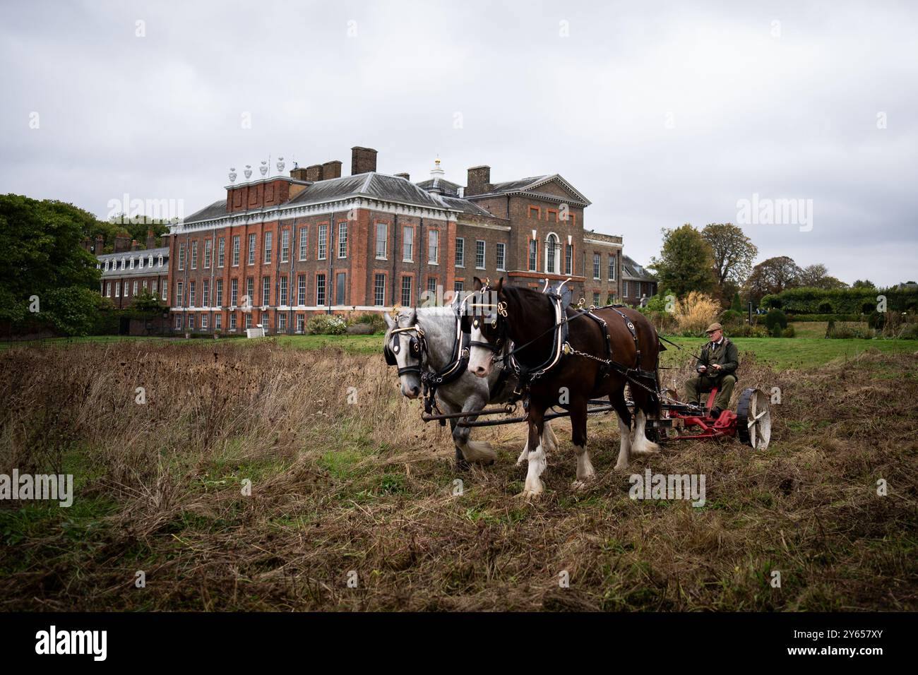 Edward McDowell taglia un prato a Kensington Palace, Londra, usando i cavalli della contea George e Arthur nel metodo tradizionale. L'utilizzo di un rasaerba trainato da cavalli non solo è più delicato sul terreno, ma rappresenta anche un'alternativa sostenibile ai trattori, che può essere più dannosa per il terreno. Data foto: Martedì 24 settembre 2024. Foto Stock