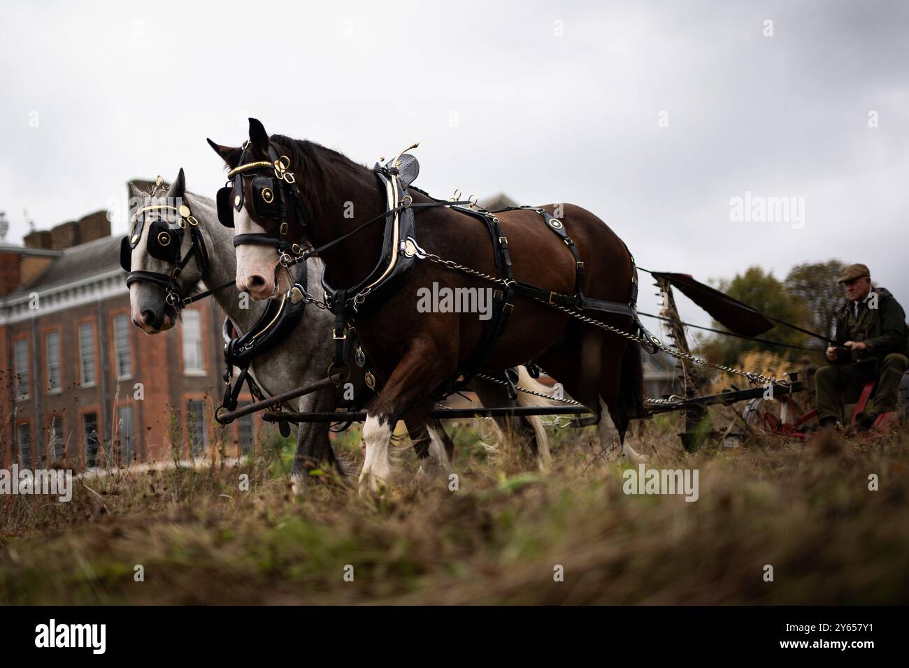 Edward McDowell taglia un prato a Kensington Palace, Londra, usando i cavalli della contea George e Arthur nel metodo tradizionale. L'utilizzo di un rasaerba trainato da cavalli non solo è più delicato sul terreno, ma rappresenta anche un'alternativa sostenibile ai trattori, che può essere più dannosa per il terreno. Data foto: Martedì 24 settembre 2024. Foto Stock