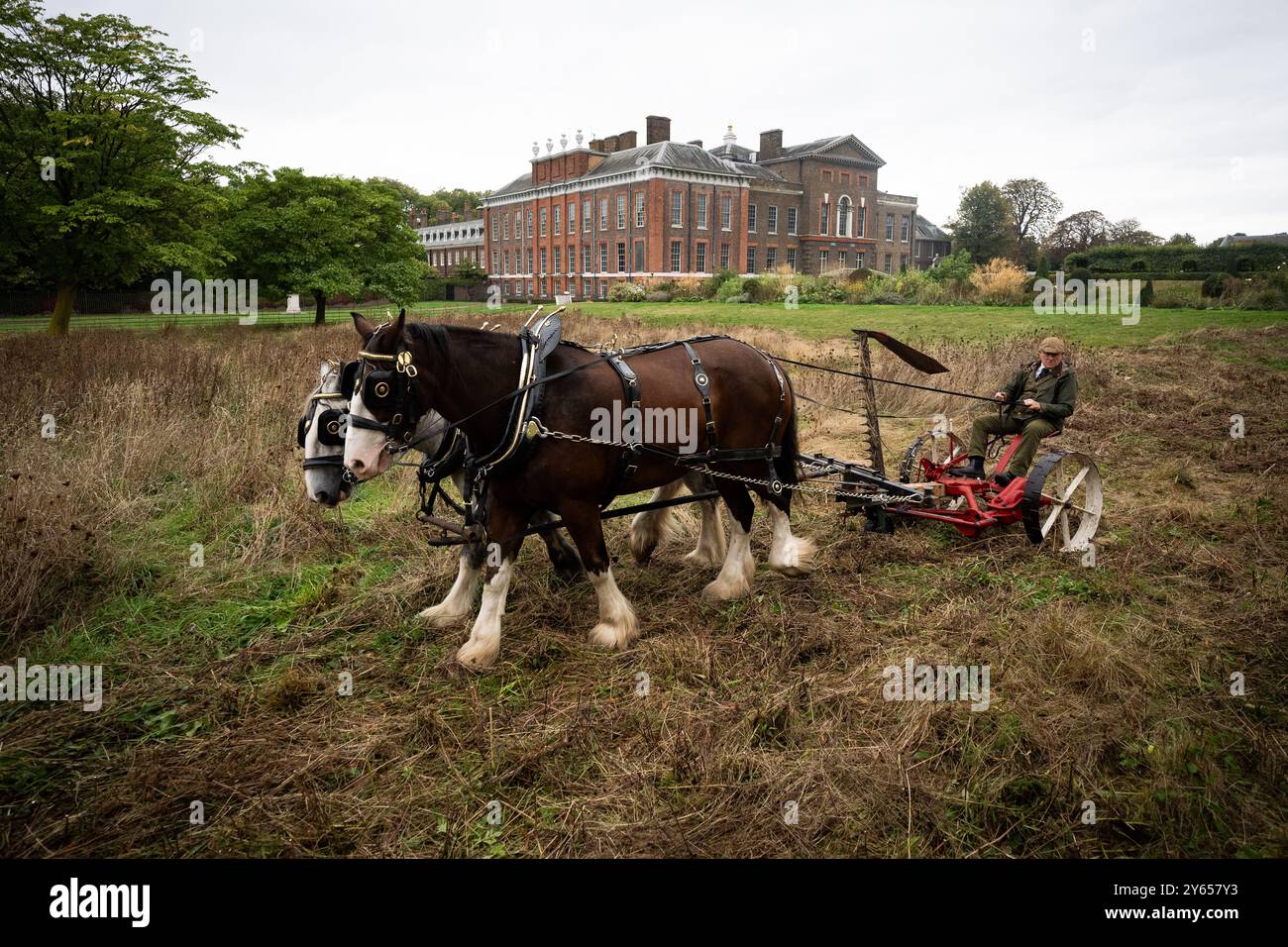 Edward McDowell taglia un prato a Kensington Palace, Londra, usando i cavalli della contea George e Arthur nel metodo tradizionale. L'utilizzo di un rasaerba trainato da cavalli non solo è più delicato sul terreno, ma rappresenta anche un'alternativa sostenibile ai trattori, che può essere più dannosa per il terreno. Data foto: Martedì 24 settembre 2024. Foto Stock