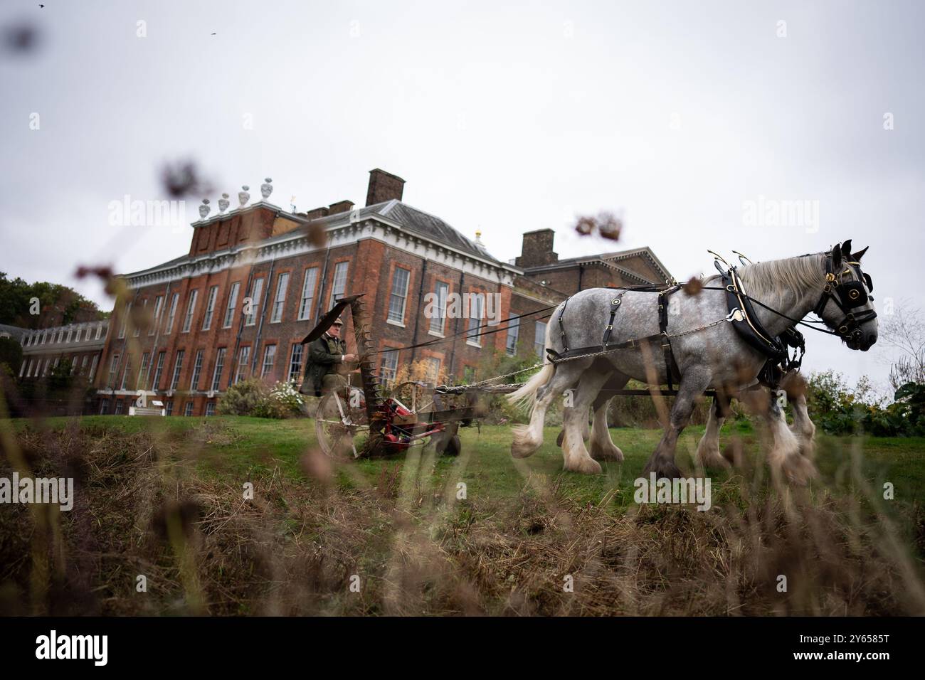 Edward McDowell taglia un prato a Kensington Palace, Londra, usando i cavalli della contea George e Arthur nel metodo tradizionale. L'utilizzo di un rasaerba trainato da cavalli non solo è più delicato sul terreno, ma rappresenta anche un'alternativa sostenibile ai trattori, che può essere più dannosa per il terreno. Data foto: Martedì 24 settembre 2024. Foto Stock
