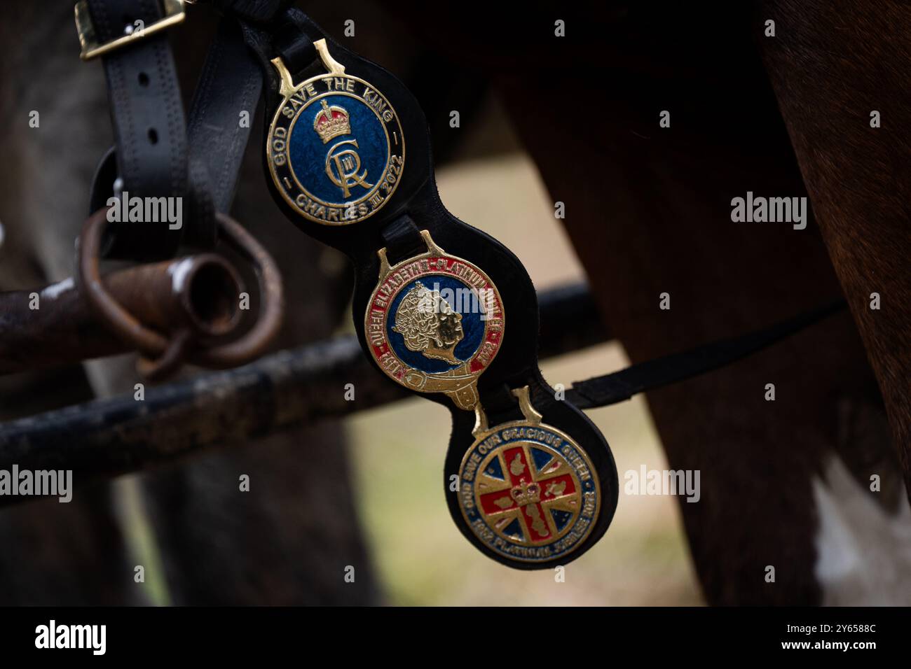 Medaglioni reali di foca sui cavalli della contea George e Arthur a Kensington Palace, Londra, mentre falciano un'area dei Kensington Palace Gardens con il metodo tradizionale. L'utilizzo di un rasaerba trainato da cavalli non solo è più delicato sul terreno, ma rappresenta anche un'alternativa sostenibile ai trattori, che può essere più dannosa per il terreno. Data foto: Martedì 24 settembre 2024. Foto Stock
