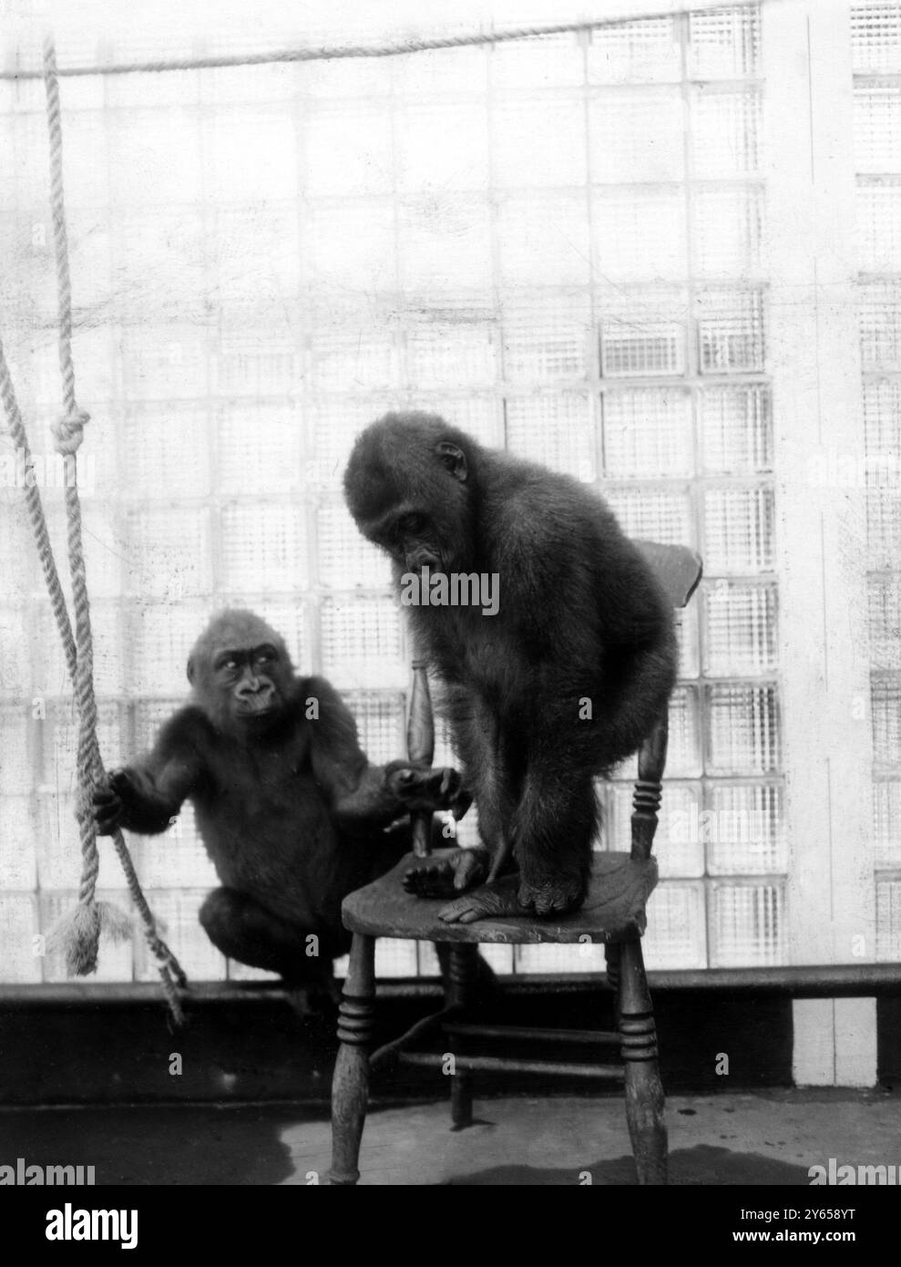 "Non è questo il modo di usare una sedia, cara," sembra che il gorilla Josephine (a sinistra) stia dicendo con lo sguardo riprovante alla sua compagna Congo, che sembra opportunamente abbattuta. La coppia dà allo Zoo di Bristol , dove sono nuovi arrivati , la pretesa di essere l'unico zoo in Gran Bretagna con una coppia di gorilla , maschi e femmine . 22 ottobre 1954 Foto Stock