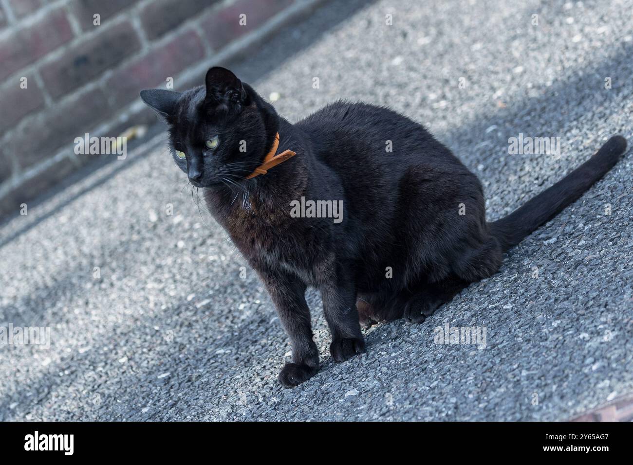 Gatto seduto per strada Foto Stock