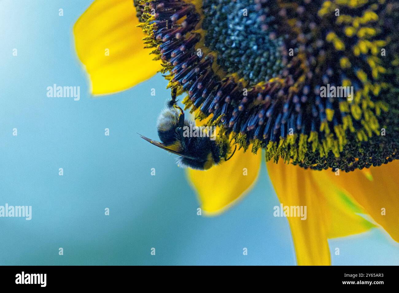 Un'ape che succhia il nettare da un girasole Foto Stock