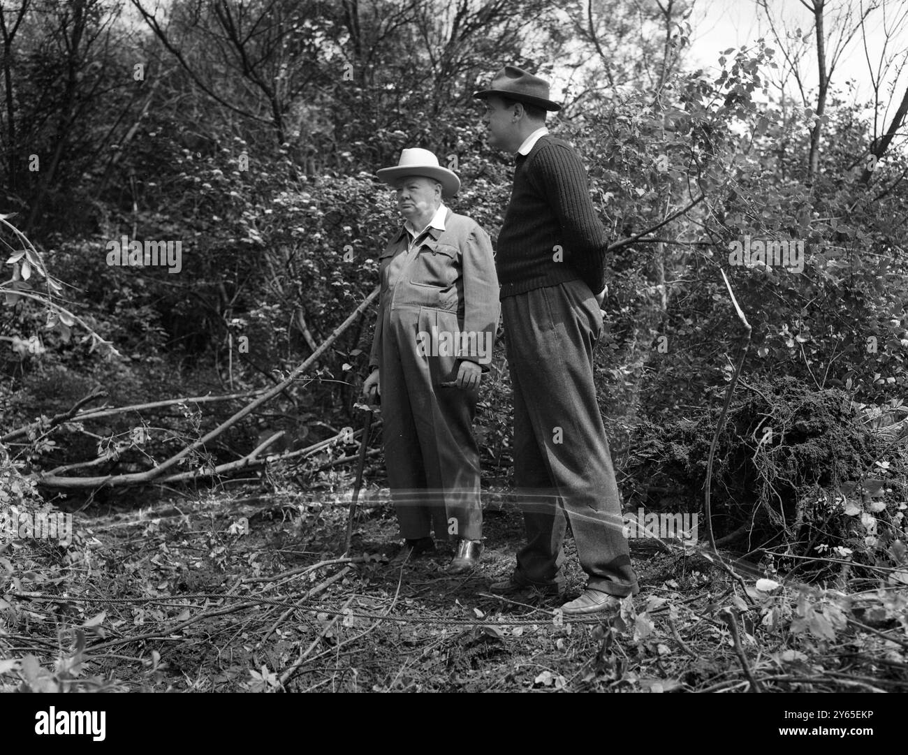 Churchill il contadino Mr Winston Churchill , il famoso leader britannico nel tempo della guerra , ha molte sfaccettature per la sua lunga e colorata carriera . Il grande pubblico conosce la sua abilità politica e in misura minore nel campo dell' arte , ma Churchill è anche un appassionato agricoltore e adiacente alla sua casa di campagna a Chartwell vicino a Westerham nel Kent , ha tre fattorie di circa 600 acri , gestite per lui dal genero Christopher Soames , deputato per Bedford . Con macchinari aggiornati a sua disposizione , il signor Churchill ha supervisionato la bonifica di shaws e spinney Foto Stock