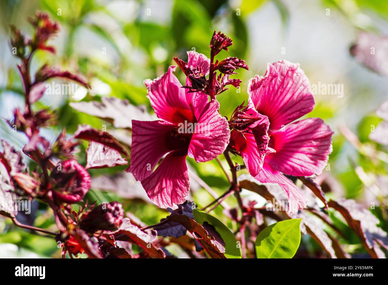 Hibiscus Sabdariffa, fiore di roselle su sfondo naturale Foto Stock