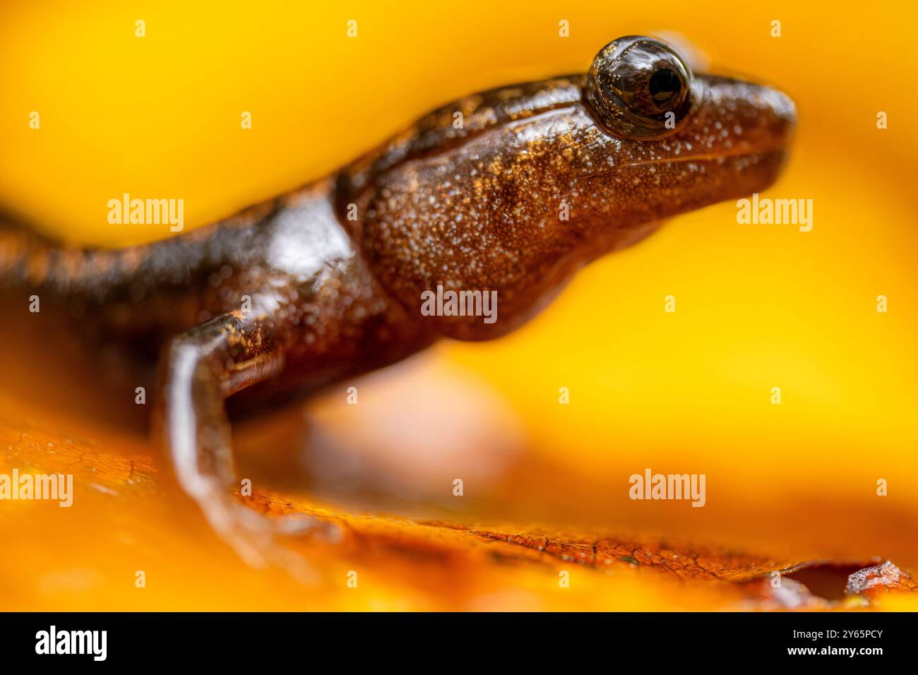 Una dettagliata immagine ravvicinata di una salamandra iberica arroccata delicatamente su una foglia gialla vibrante, catturata nei lussureggianti paesaggi delle Asturie, Spai Foto Stock