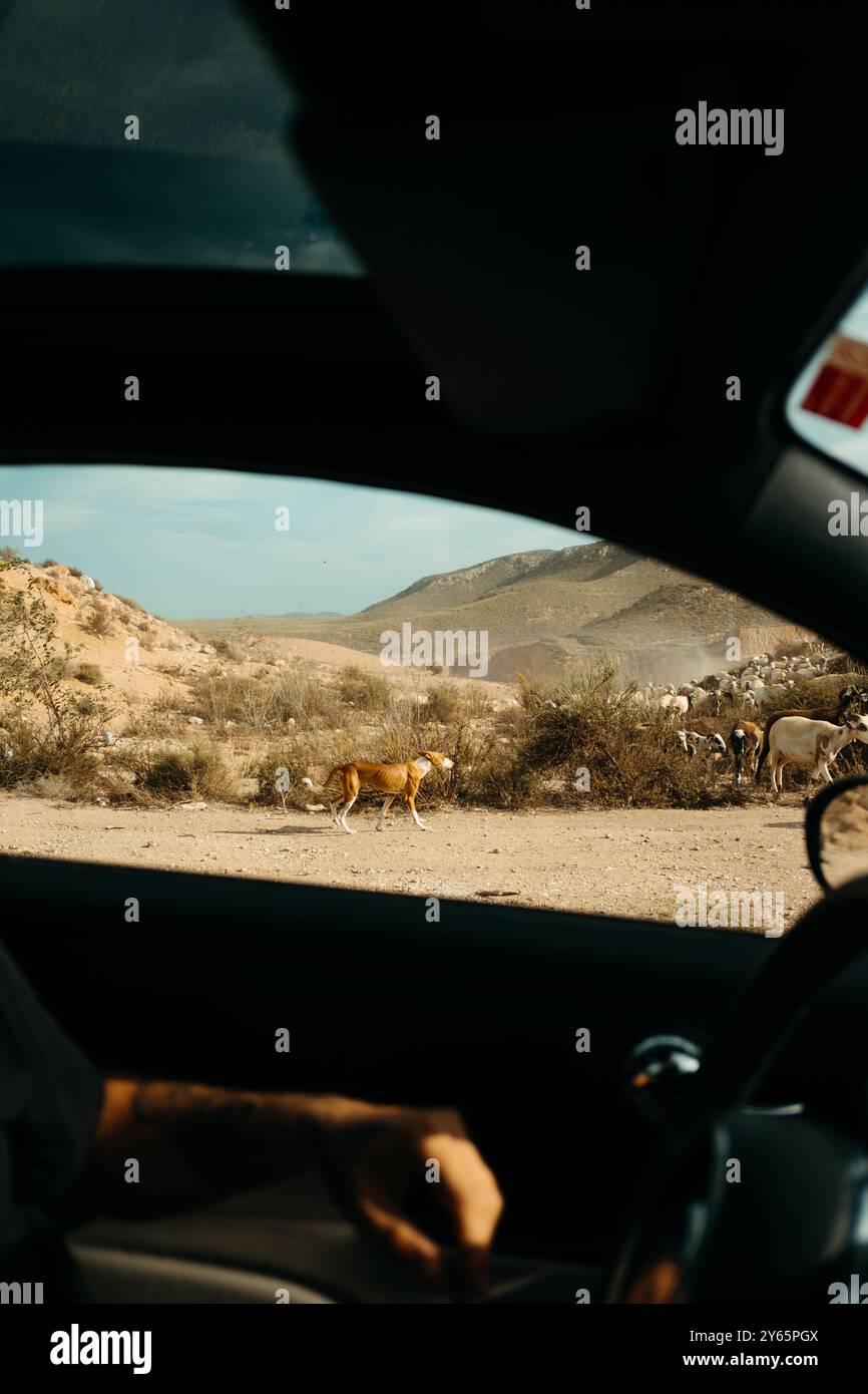 Guarda dall'interno di un'auto che mostra un cane che cammina accanto alle capre nell'arido paesaggio di Almeria, Spagna. Flora e fauna selvatiche e terreni rustici visibili Foto Stock