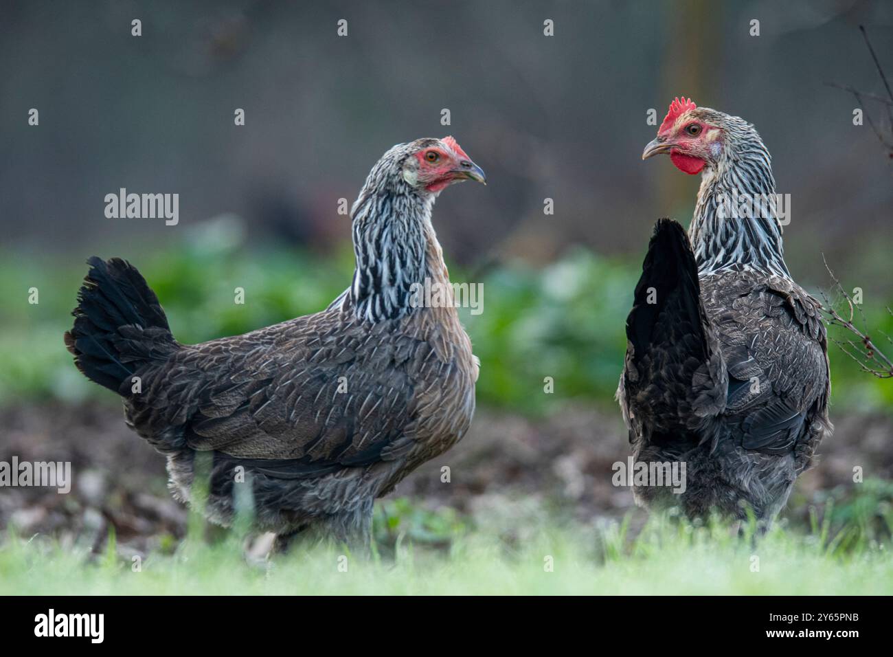 Una coppia di galline allevate all’aperto con importanti pettini rossi forgia attraverso l’erba, a dimostrazione di pratiche di allevamento avicolo sostenibili. Foto Stock