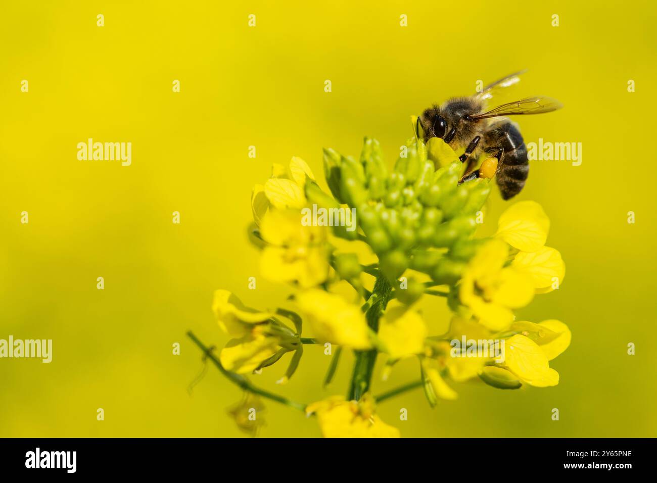 Primo piano di un'ape che impollina vividi petali gialli, evidenziando la bellezza degli impollinatori naturali nel loro habitat. Foto Stock