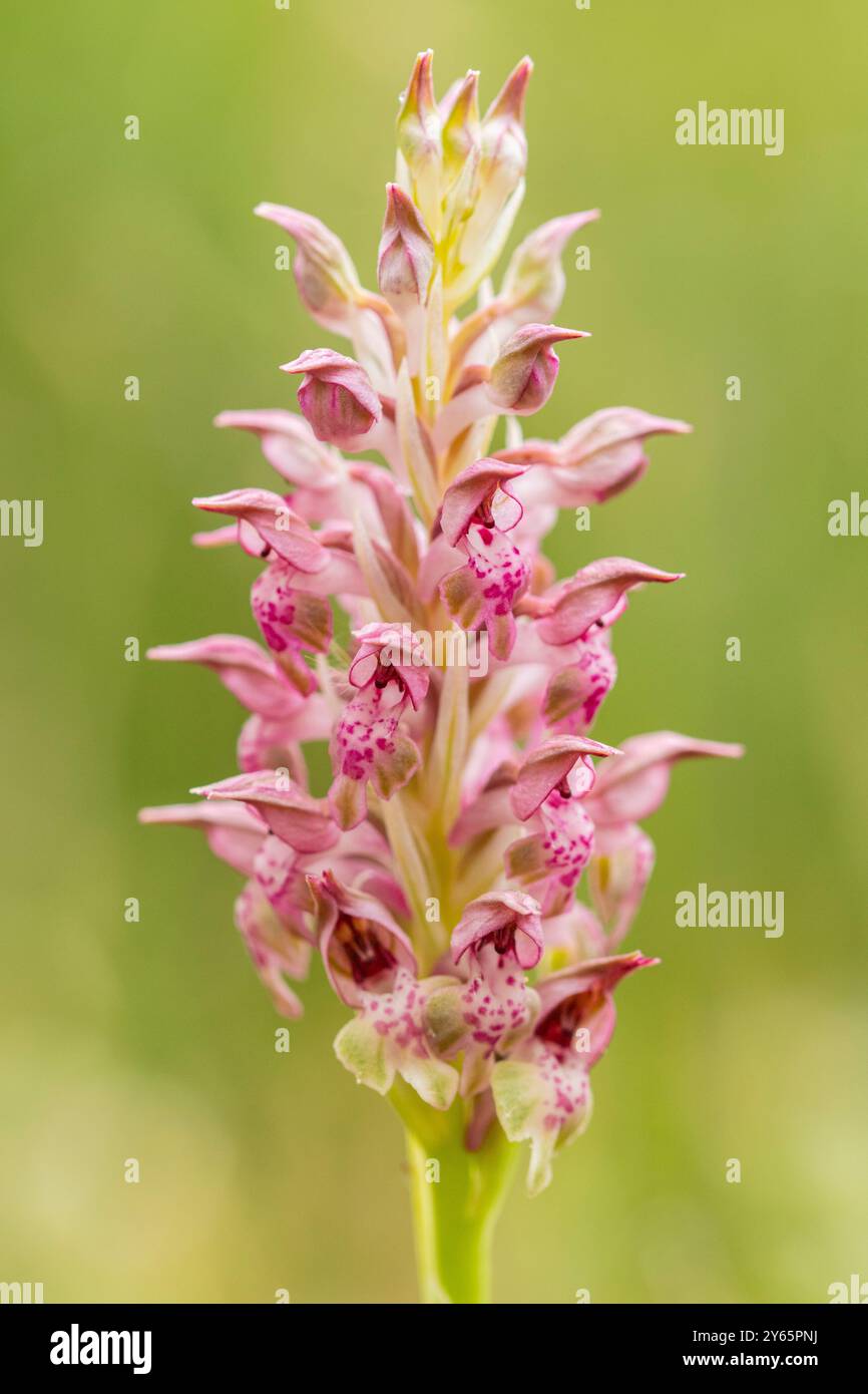 Una foto macro dettagliata cattura l'intricata bellezza dei petali macchiati rosa di un'orchidea selvatica, su un morbido sfondo verde. Foto Stock