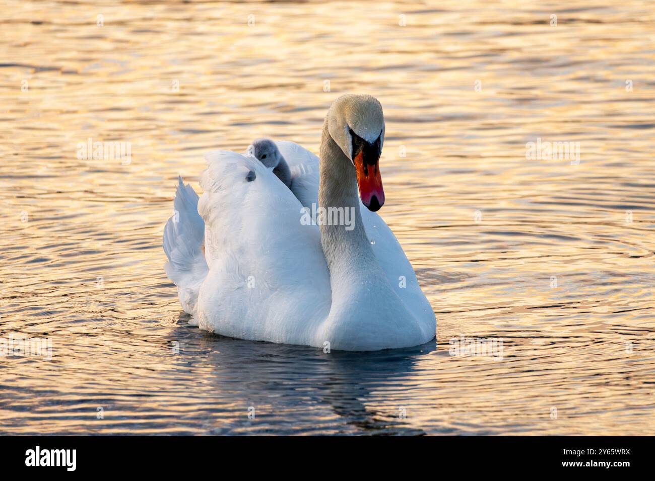 Un elegante cigno con il suo bambino catturato galleggiando sulle calme acque del lago di Ginevra, in Svizzera, bagnato dalle sfumature dorate del tramonto Foto Stock