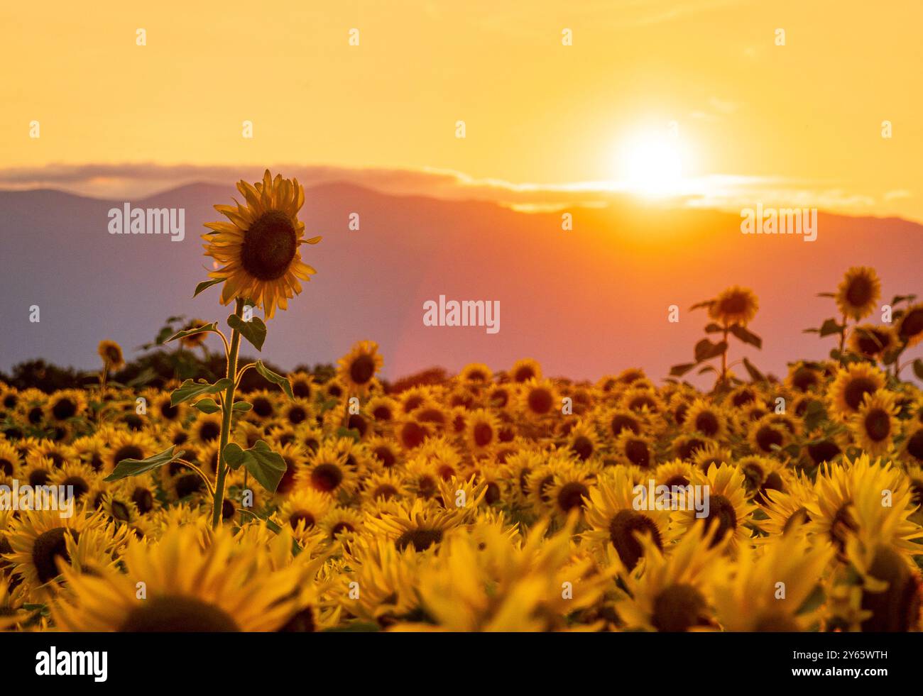 Una vista mozzafiato di un campo di girasoli a Ginevra, in Svizzera, bagnato dal caldo bagliore del sole che tramonta, con montagne ondulate sullo sfondo Foto Stock