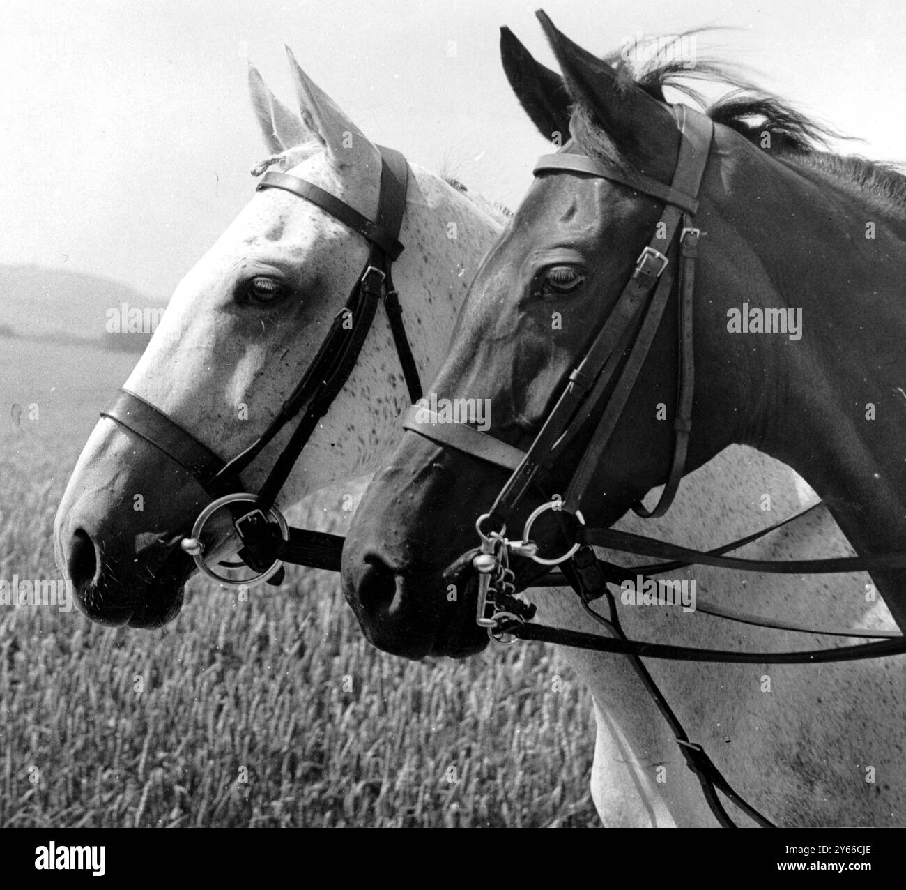 Horses Heads Cavallo coppia di teste di cavallo Foto Stock
