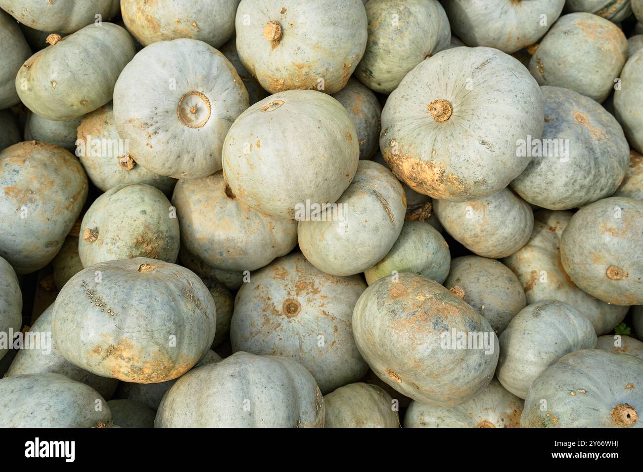 Dasing, Baviera, Germania - 23 settembre 2024: Zucche del principe ereditario appena raccolte con la loro caratteristica pelle verde-grigia *** Frisch geerntete principe ereditario-Kürbisse mit ihrer charakteristischen graugrünen Schale Foto Stock