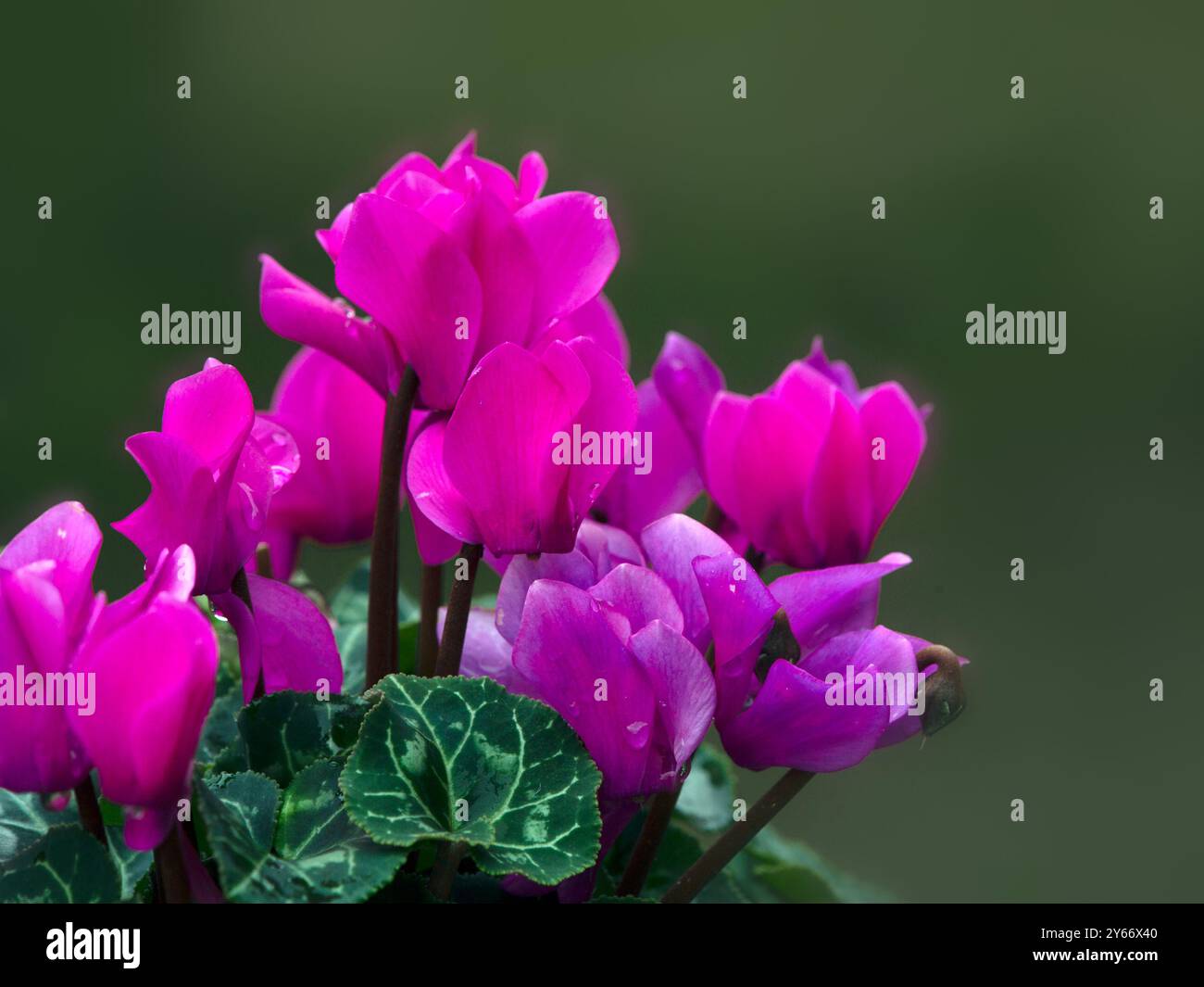 Primo piano di fiori di Ciclamino persico Verano Viola scuro Foto Stock