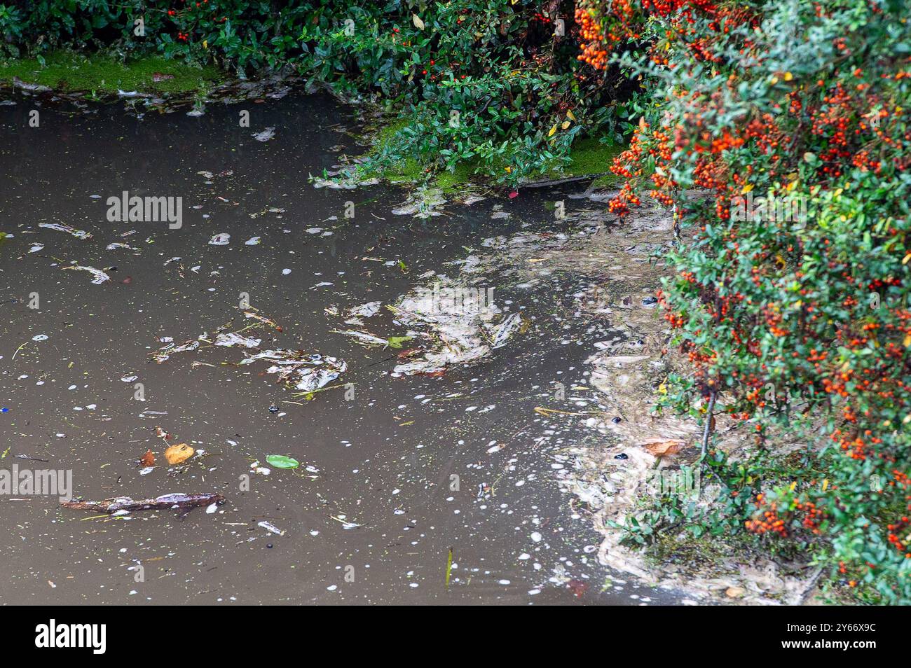 Windsor, Berkshire, Regno Unito. 24 settembre 2024. Impiantare detriti e fognature che galleggiano sul Tamigi a Windsor, Berkshire. Le acque del Tamigi hanno scaricato il traboccante di tempeste nel fiume Tamigi a Windsor, Berkshire, incluse le acque reflue nelle ultime 38 ore. Le compagnie idriche possono scaricare le acque meteoriche nei corsi d'acqua, ma la mappa della durata dell'evento per la regione del Tamigi mostra un gran numero di scariche di tempesta attuali dopo le forti piogge di ieri. Si prevede che Thames Water finirà il contante entro dicembre. Crediti: Maureen McLean/Alamy Live News Foto Stock