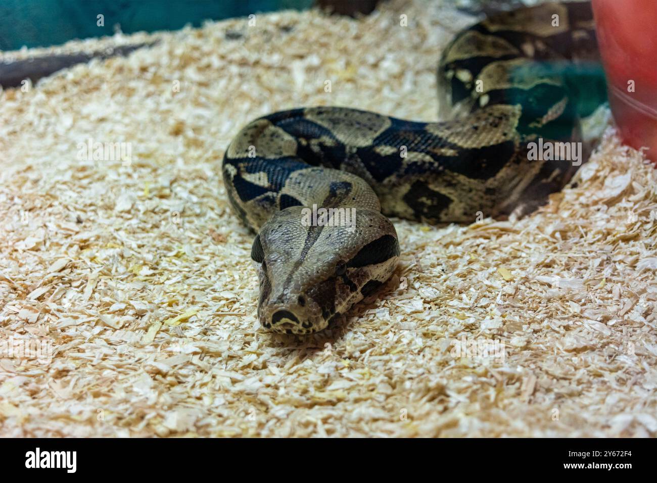 Vista ravvicinata da un serpente su erba secca all'interno di una gabbia Foto Stock