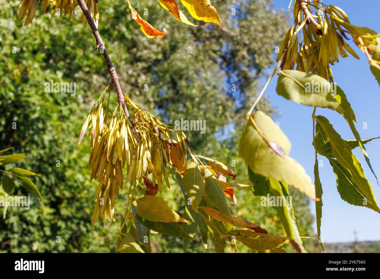 Foglie autunnali e semi di cenere. Primo piano di un ramo di frassino con baccelli di semi giallo dorato appesi a foglie verdi e cielo azzurro. Foto Stock