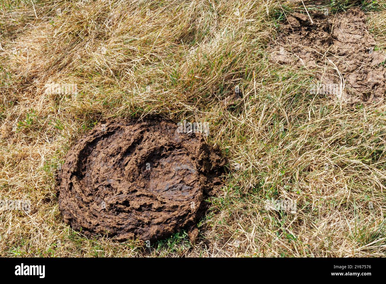 Primo piano della torta di sterco di mucca. Sterco di mucca secca su erba secca, concime compost per l'ambiente, che riflette l'essenza della vita rurale e dell'agricoltura Foto Stock