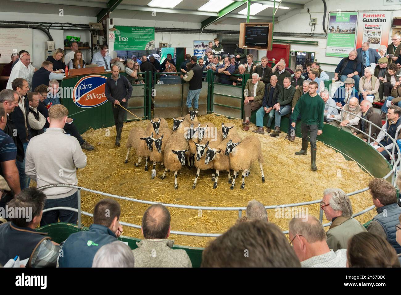 Hawes Farmers' Auction Mart Co Ltd., nel corso di un'asta di ovini frequentata da agricoltori locali Foto Stock