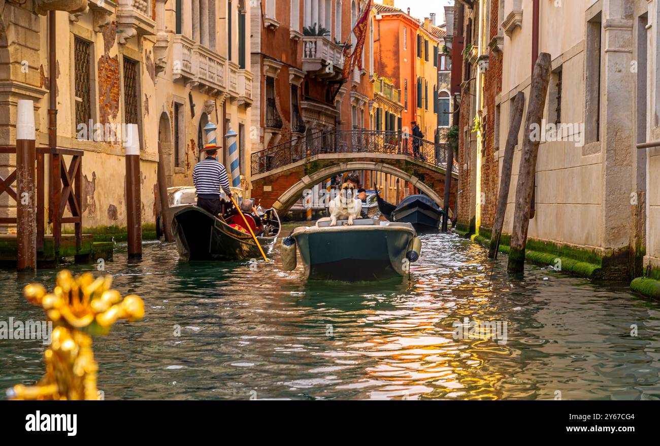 Un cane seduto di fronte a una piccola barca mentre si fa strada lungo un canale nel Castello sestiere di Venezia, Italia Foto Stock