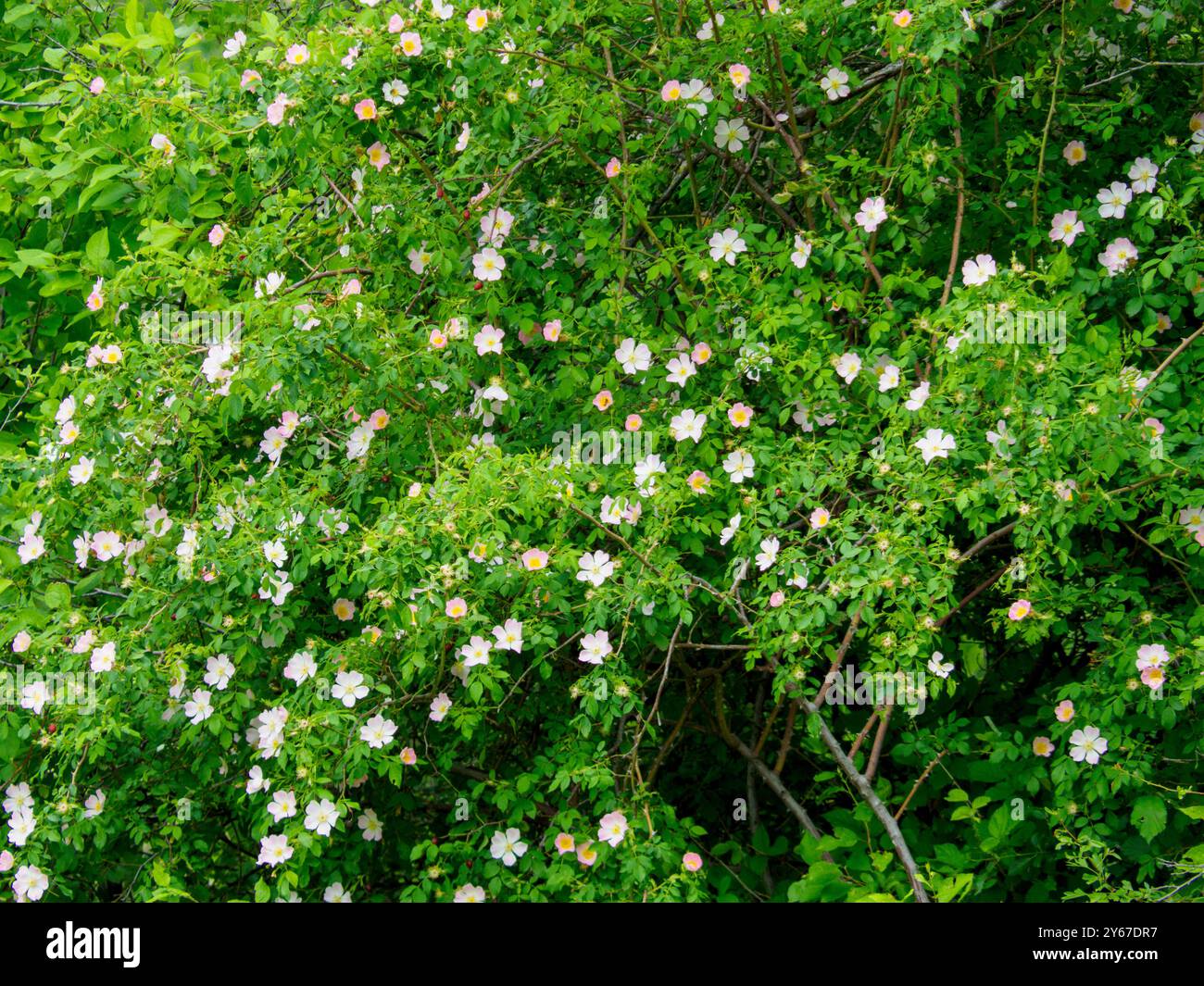 Il cespuglio di rose cresce selvatico e produce splendidi fiori rosa e bianchi. Il sole primaverile splende sui delicati petali Foto Stock