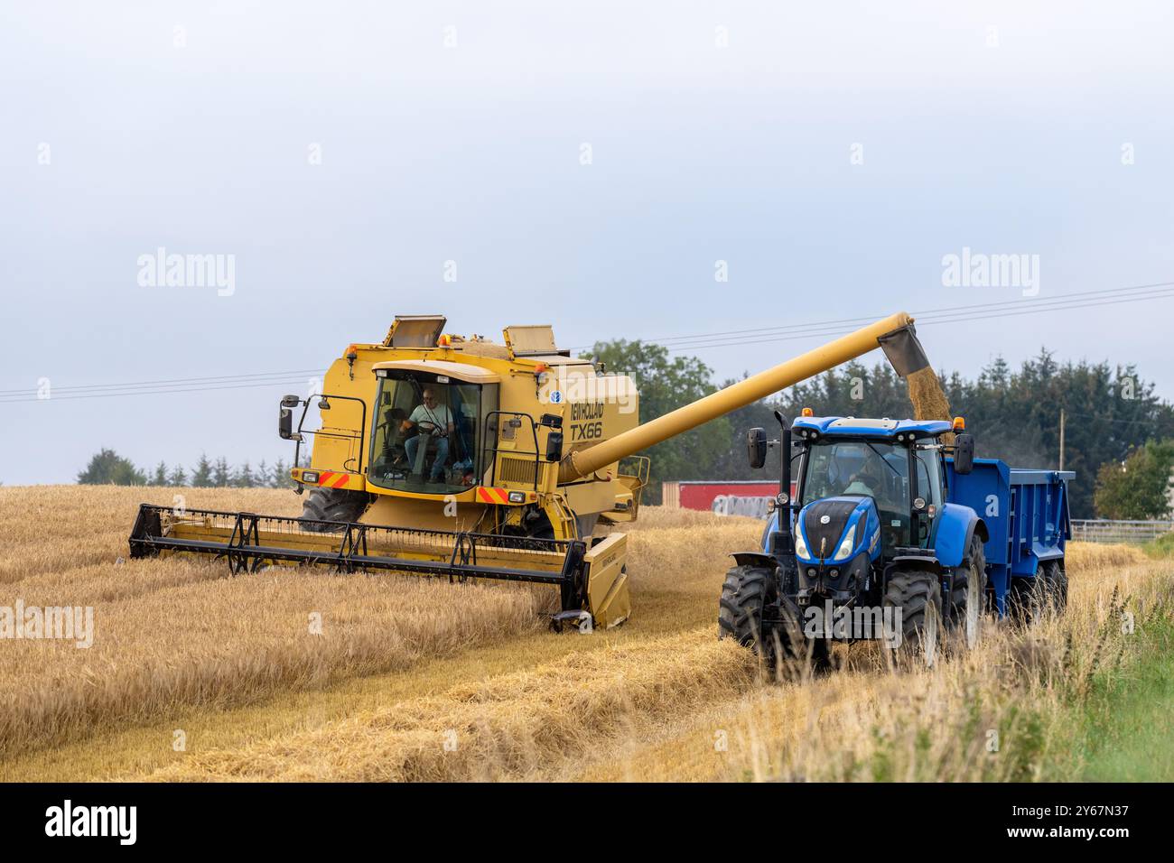 22 settembre 2024. Keith, Moray, Scozia. Si tratta di una mietitrebbiatrice New Holland che taglia il prodotto per cereali da orzo e lo scarica nel trattore e nel Trai Foto Stock