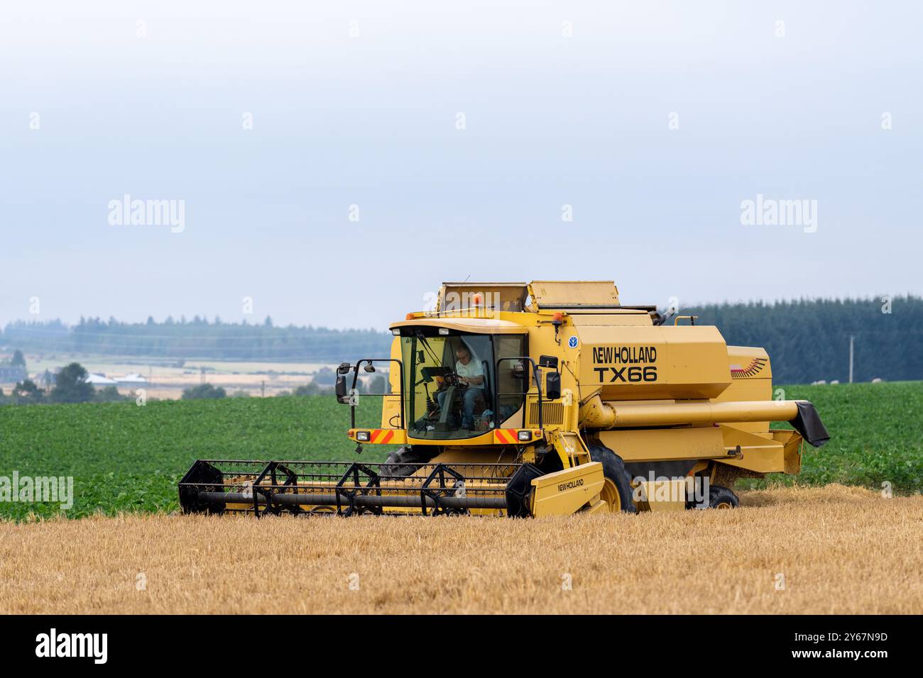 22 settembre 2024. Keith, Moray, Scozia. Si tratta di una mietitrebbiatrice New Holland che taglia il prodotto per cereali da orzo e lo scarica nel trattore e nel Trai Foto Stock
