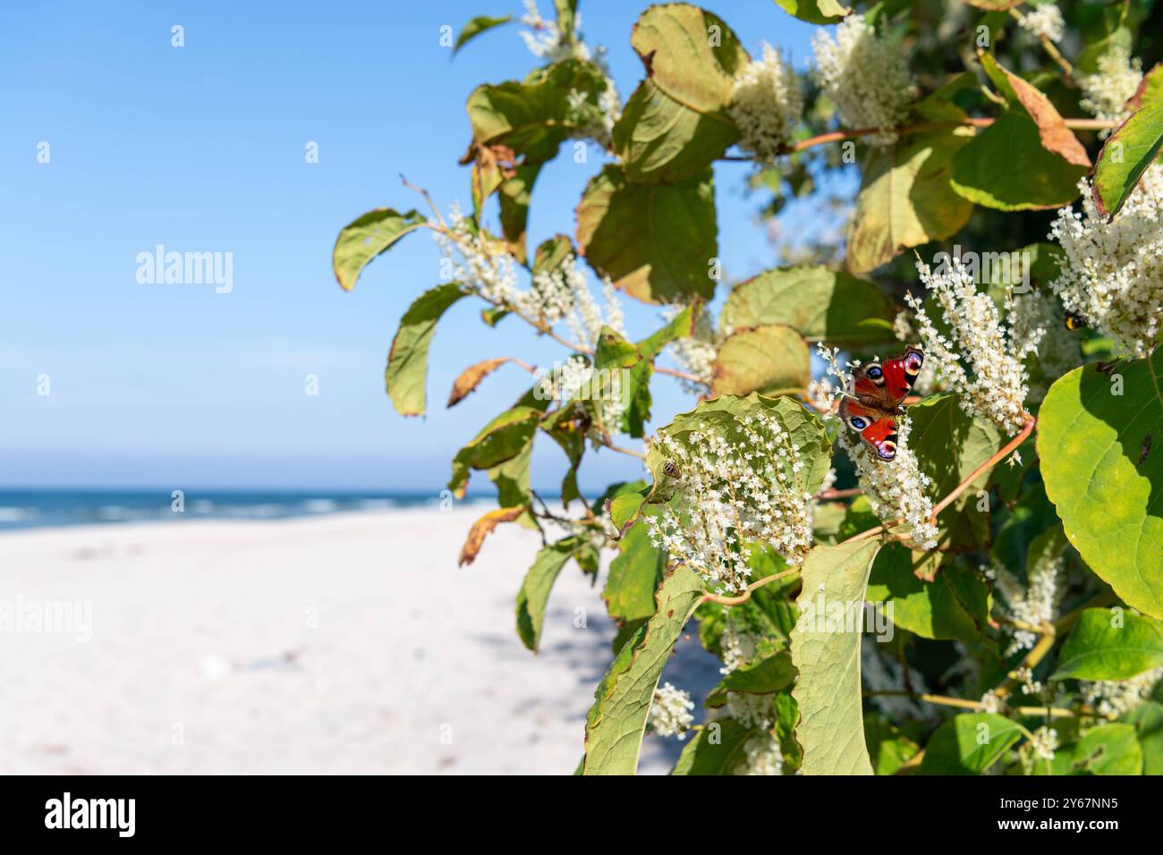 Der Japanische Staudenknöterich invasive Art blüht Mitte September und zieht Insekten an Tagpfauenauge, Falter Strand am Bakenberg im Nordwesten der Insel Rügen auf der Halbinsel Wittow in Mecklenburg-Vorpommern im settembre 2024, Die Sonne scheint, der Strand ist leer. 22.09.2024 Halbinsel Wittow *** la specie invasiva giapponese annodata fiorisce a metà settembre e attira insetti Peacock Butterfly Beach a Bakenberg nel nord-ovest dell'isola di Rügen sulla penisola di Wittow nel Meclemburgo-Vorpommern nel settembre 2024, il sole splende, la spiaggia è vuota 22 09 2024 penisola di Wittow Foto Stock