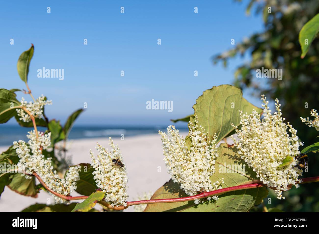 Der Japanische Staudenknöterich invasive Art blüht Mitte September und zieht Insekten Bienen an. Strand am Bakenberg im Nordwesten der Insel Rügen auf der Halbinsel Wittow in Meclemburgo-Vorpommern im settembre 2024, Die Sonne scheint, der Strand ist leer. 22.09.2024 Halbinsel Wittow *** la specie invasiva annodata giapponese fiorisce a metà settembre e attrae insetti Bees Beach a Bakenberg, nel nord-ovest dell'isola di Rügen sulla penisola di Wittow nel Meclemburgo-Vorpommern nel settembre 2024, il sole splende, la spiaggia è vuota 22 09 2024 penisola di Wittow 20240922-DSC 6871 Foto Stock