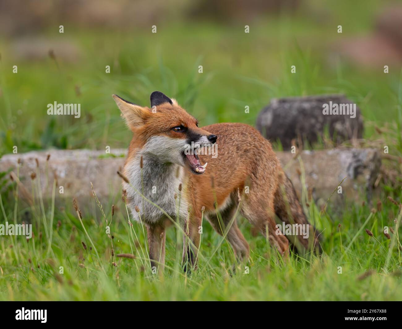 Volpe rossa [vulpes volpes] sulla prowl Foto Stock