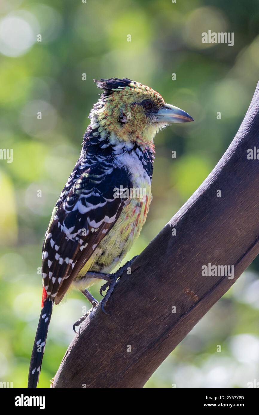 Barbet crestato (Trachyphonus vaillantii) Limpopo, Sudafrica, vista laterale arroccata su corno antilope in un bosco a foglia ampia Foto Stock