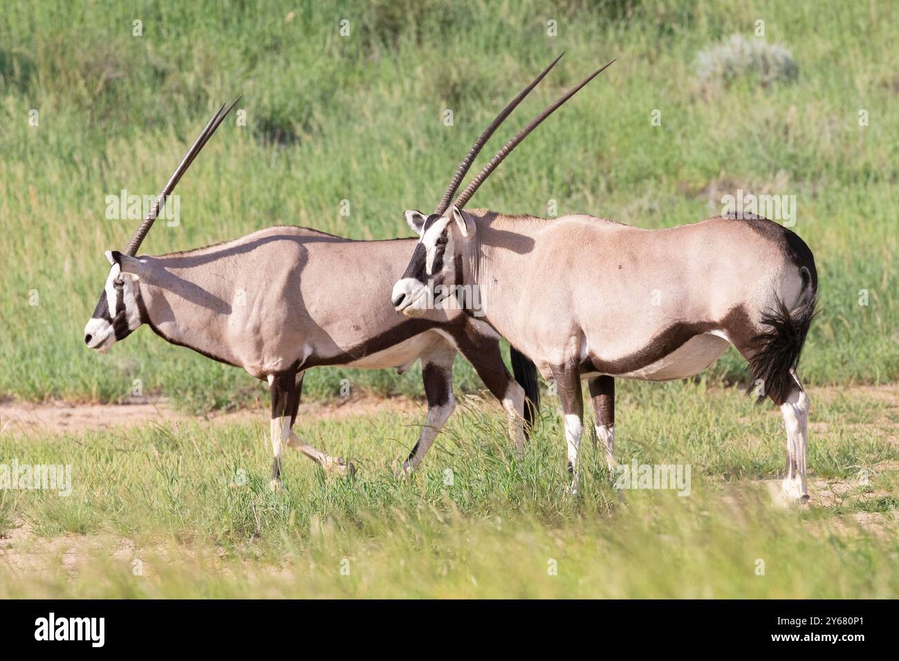 Gemsbok (Oryx gazella) nel Kgalagadi Transborder Park, Kalahari, Sudafrica durante la stagione delle piogge Foto Stock