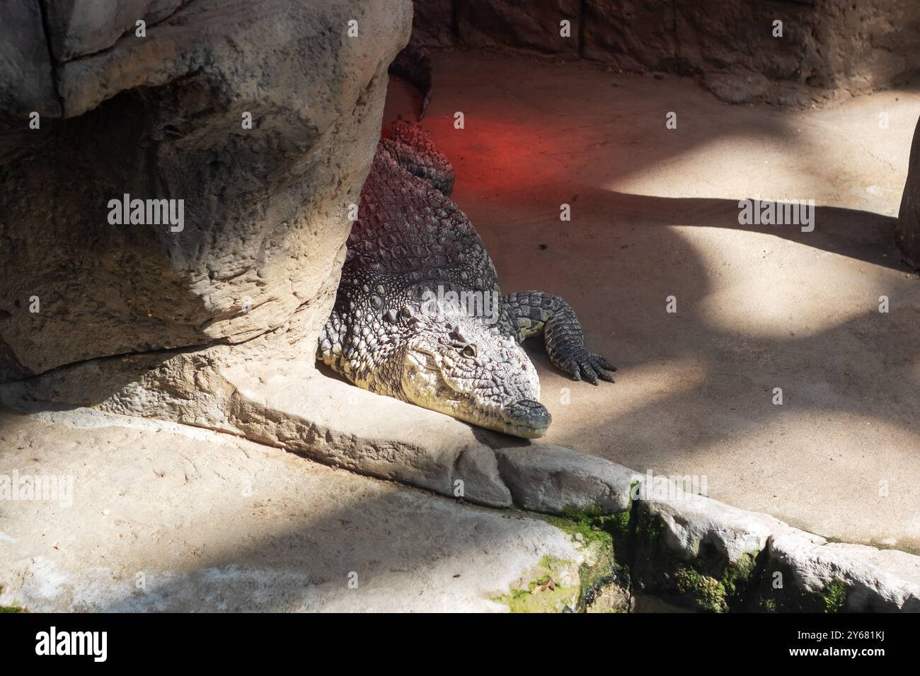 Un grande coccodrillo riposa comodamente sul terreno caldo, posizionato vicino a una roccia robusta, godendosi l'ambiente circostante al sole Foto Stock