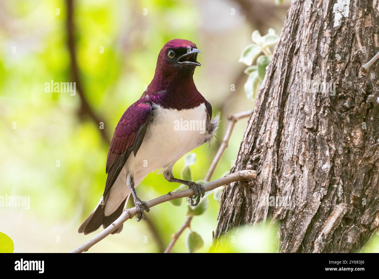 Starling con sfondo viola o Starling color prugna (Cinnyricinclus leucogaster) Foto Stock