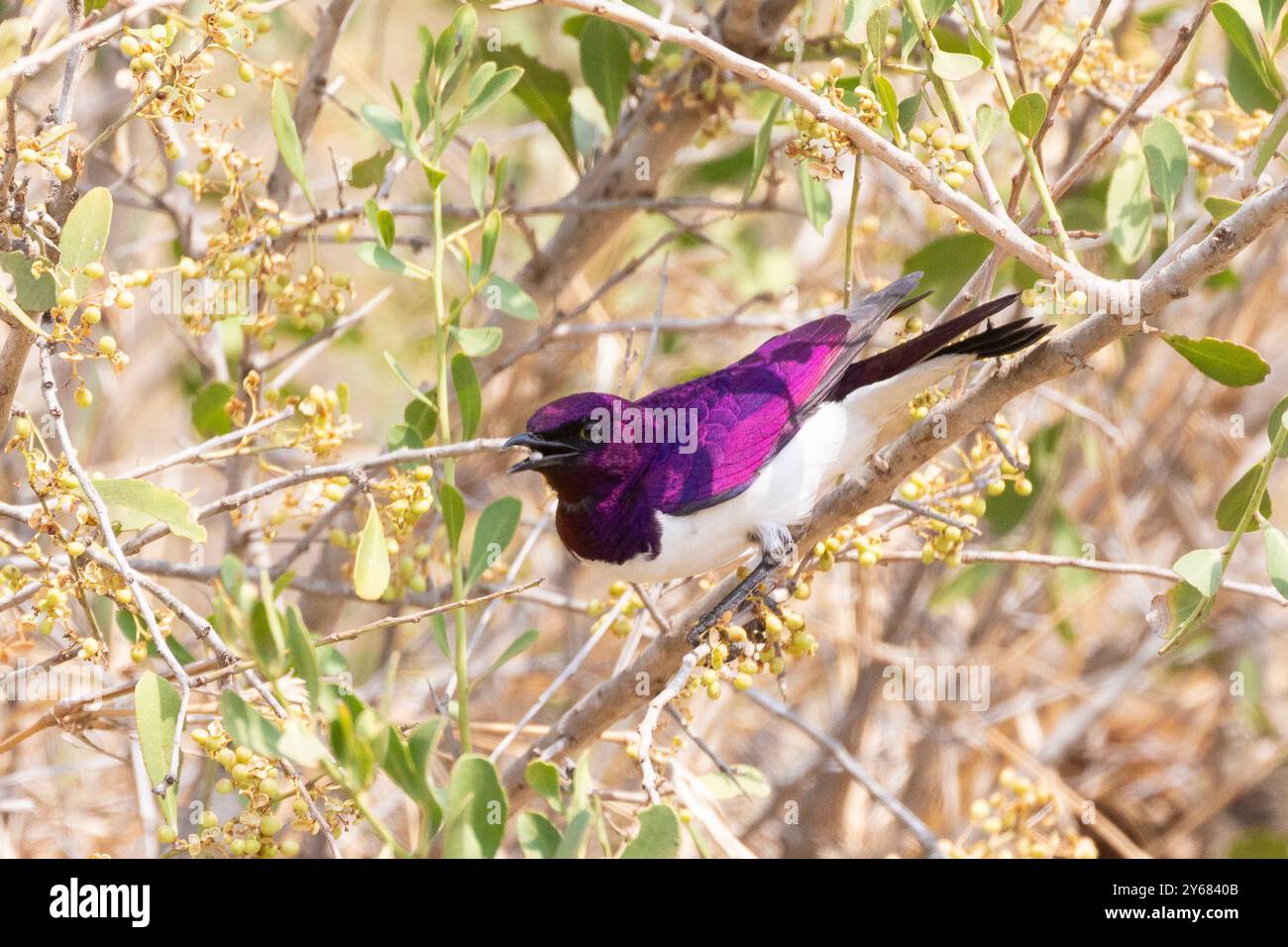 Starling con sfondo viola o Starling color prugna (Cinnyricinclus leucogaster) Foto Stock