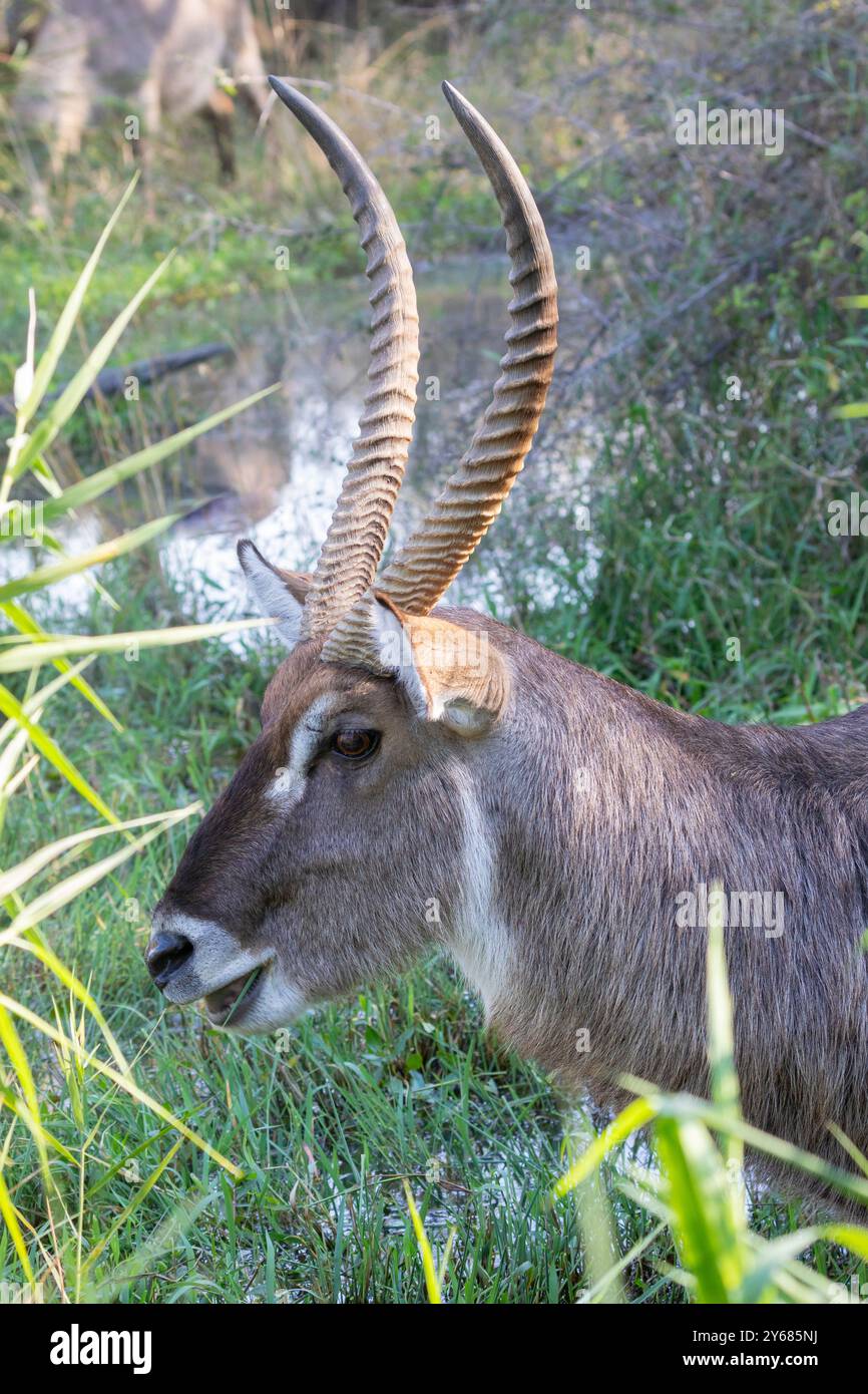 Common Waterbuck (Kobus ellipsiprymnus) headshot di maschio nell'habitat delle zone umide, Kruger National Park, Sud Africa Foto Stock